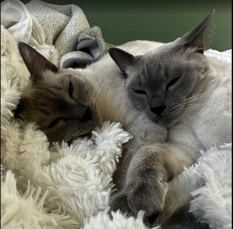 https://moidx.com/posts/staying_grounded/cats.png